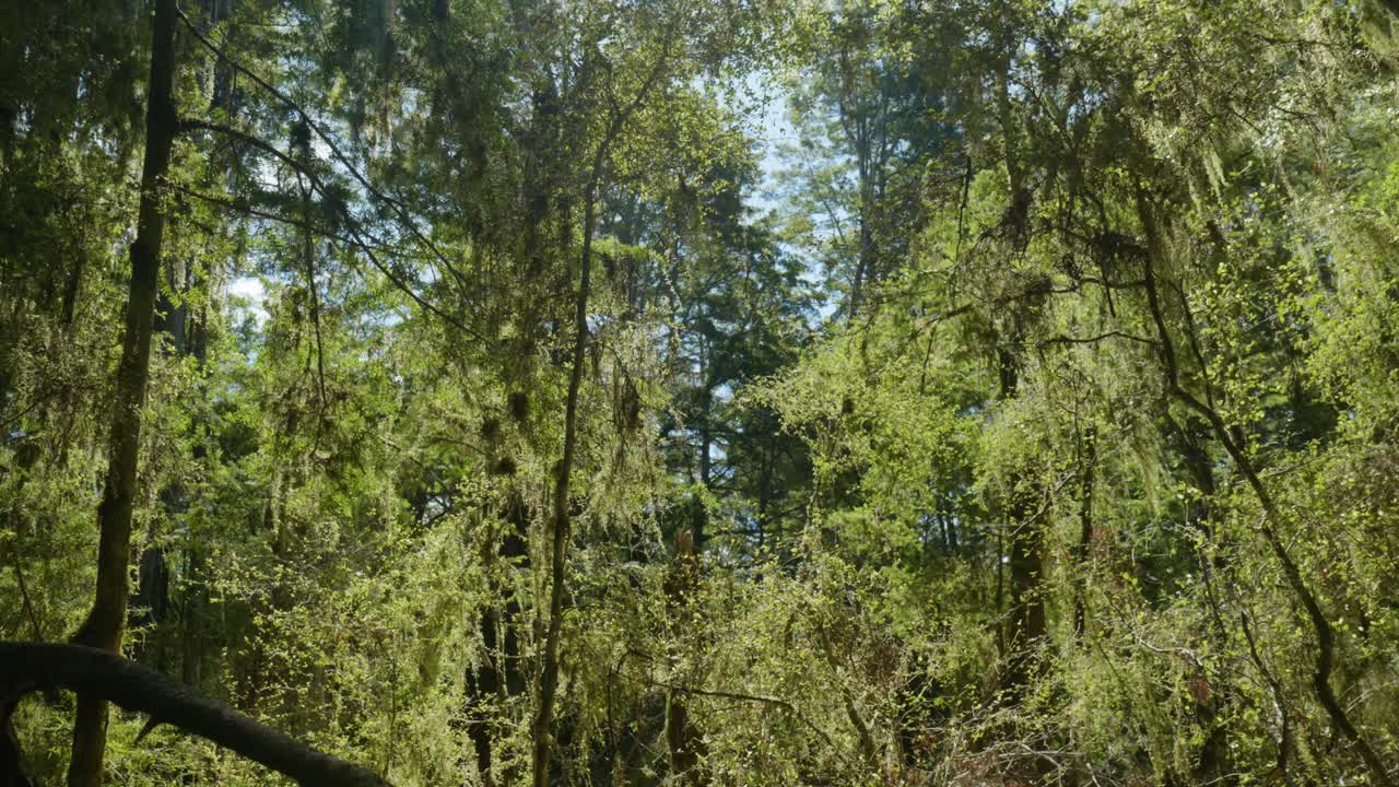 una luz suave ilumina el bosque de nueva zelanda, proyectando un resplandor encantador detrás de los arbustos exuberantes.