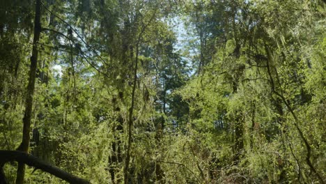 una luz suave ilumina el bosque de nueva zelanda, proyectando un resplandor encantador detrás de los arbustos exuberantes.