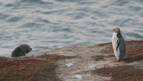 Una-Cría-De-Foca-Y-Un-Pingüino-De-Ojos-Amarillos-Junto-Al-Océano-En-Katiki-Point,-Nueva-Zelanda---Amplia