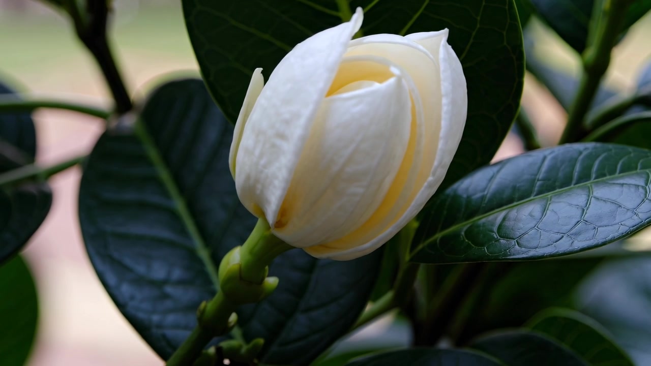 Nahaufnahme einer sich öffnenden weißen Gardenienblütenknospe