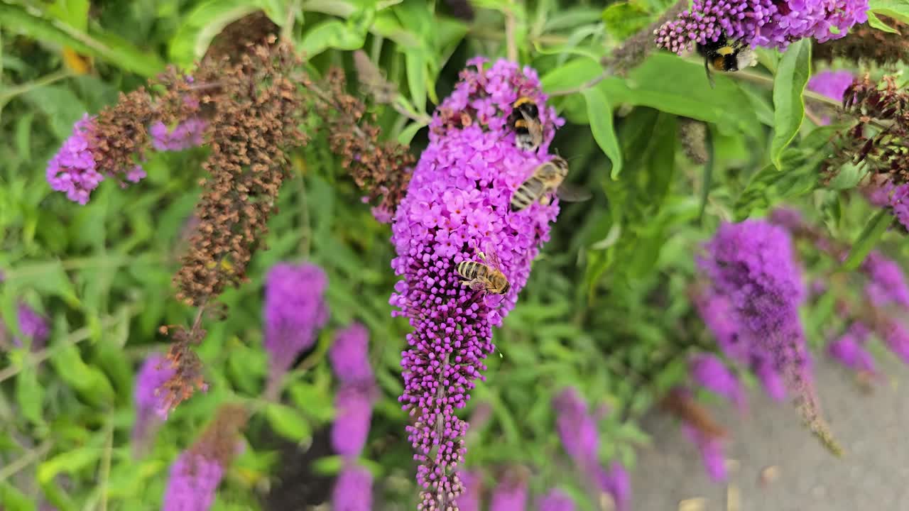 Bees and bumblebees on purple butterfly bush (Buddleja davidii) in slow motion