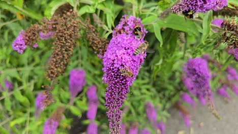 bees and bumblebees on purple butterfly bush (buddleja davidii) in slow motion