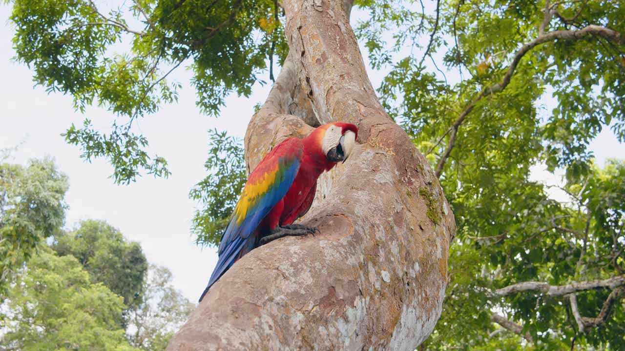 Unique Closeup view of a Scarlet macaw scratching its head and beak with its talons as it sits on a Rain forest tree