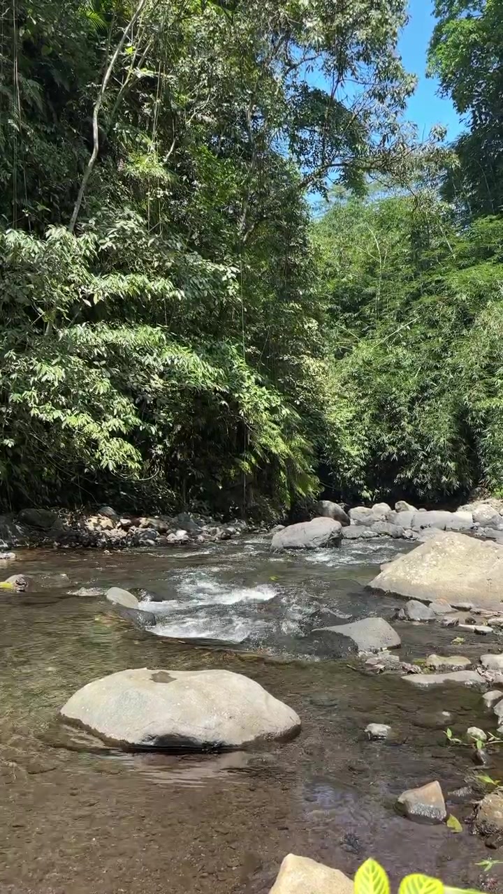 Fiume limpido che scorre attraverso una lussureggiante foresta tropicale