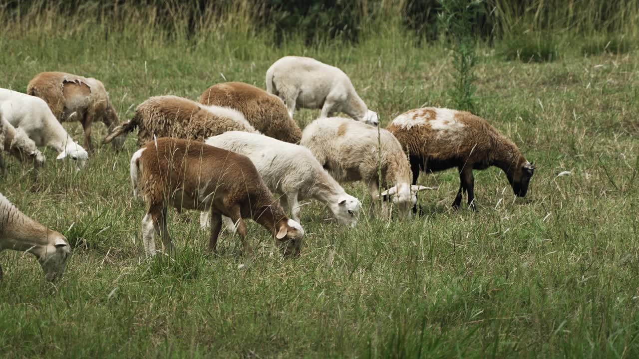 Gregge di pecore e capre.