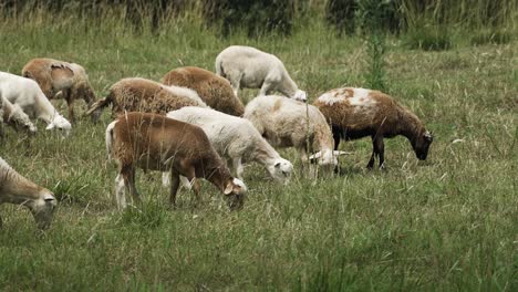 Herde-Von-Schafen-Und-Ziegen