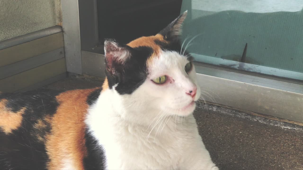 Cat feel sleepy and yawn