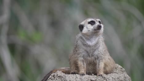 toma en cámara lenta de una suricata sentada en un terreno elevado y observando sus alrededores