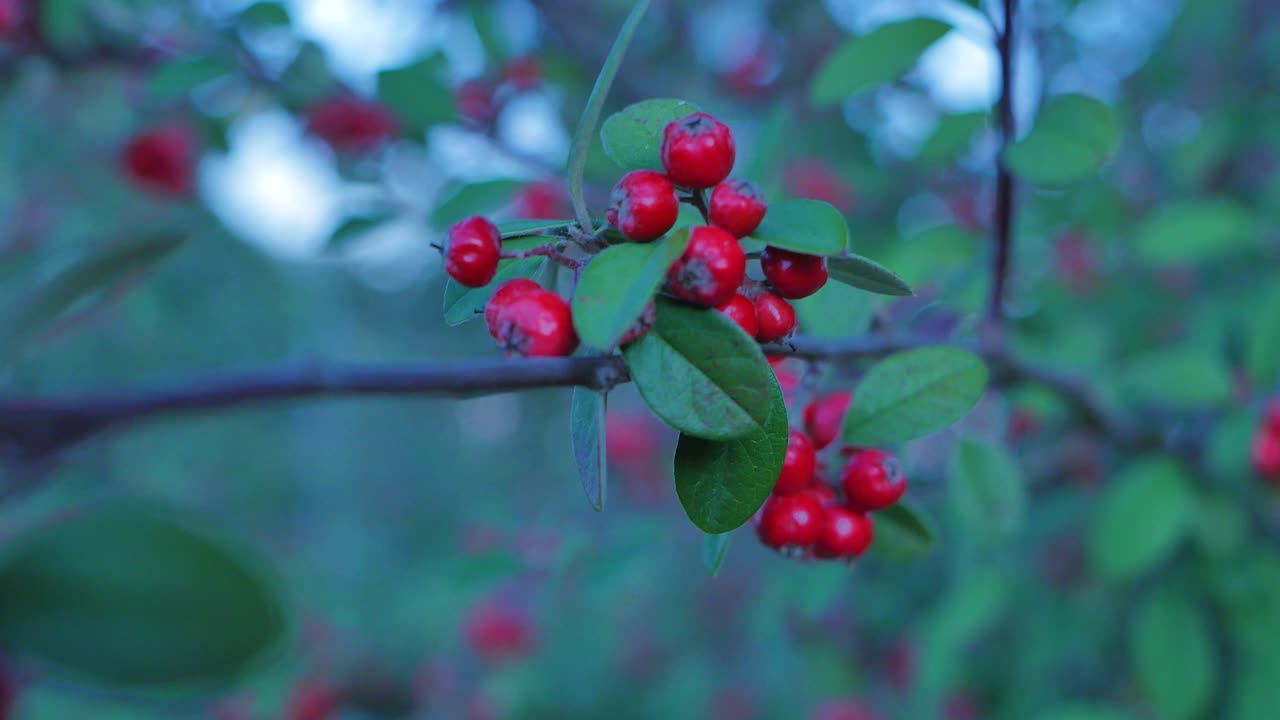 Berries on a bush branch with leaves