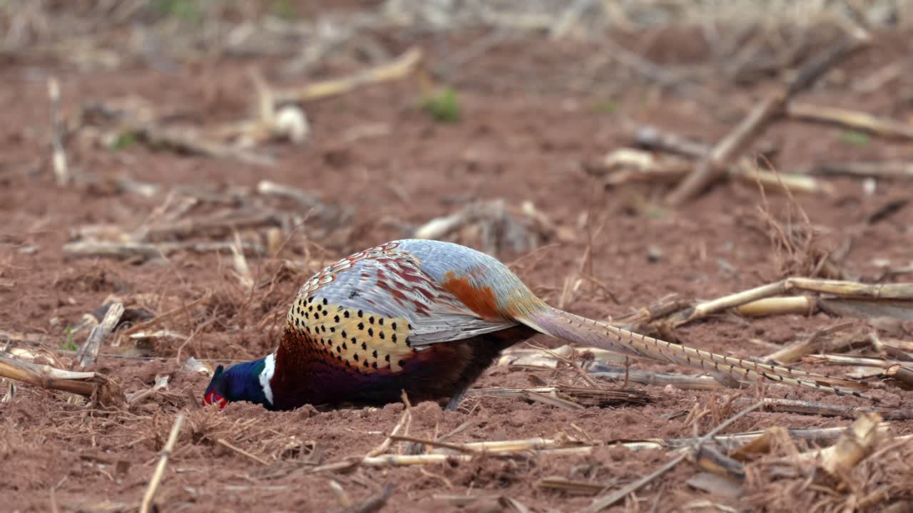 A pheasant scratching in the dirt in a field searching for food.