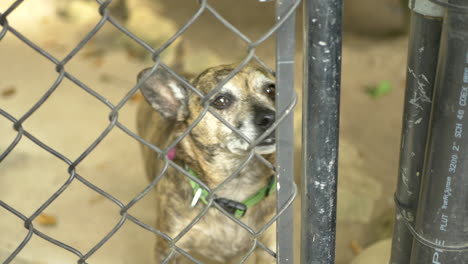 A-small-cute-brown-dog-looking-at-owner-from-behind-a-chain-link-gate-then-walking-away-into-backyard-in-Santa-Barbara,-California