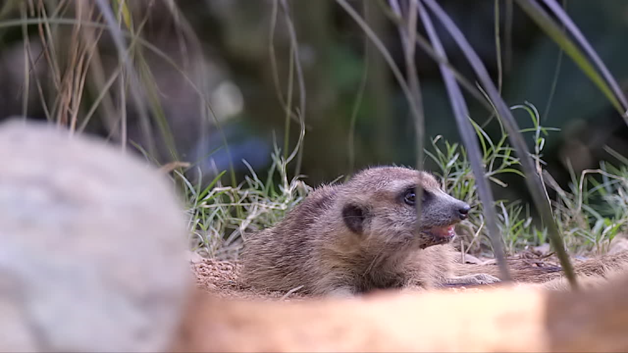 un meerkat peludo tirado en el suelo, relajándose a la sombra en un día soleado - cerrar