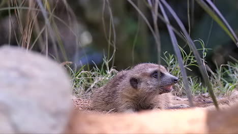 A-furry-Meerkat-lying-on-the-ground,-relaxing-in-the-shade-on-a-sunny-day---Close-up