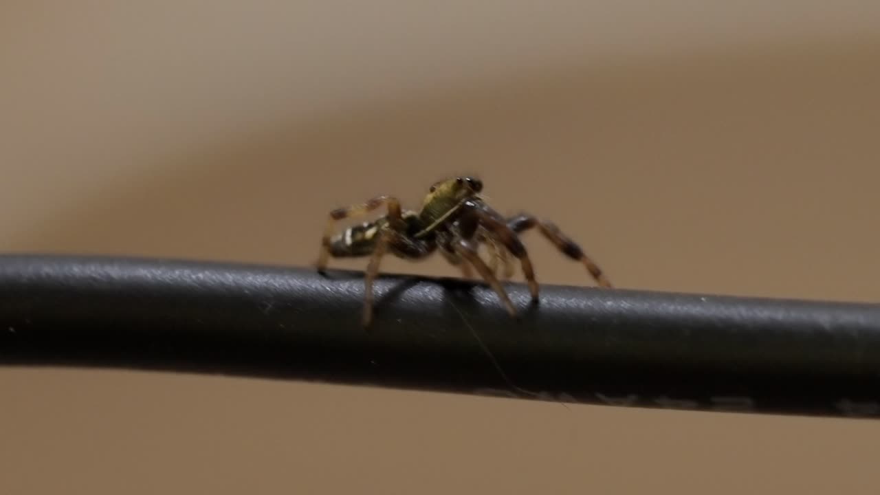 Macro Shot: Fascinating Jumping Spider Exploring its Environment