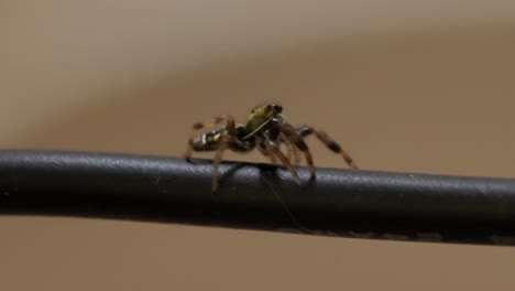 macro shot: fascinating jumping spider exploring its environment