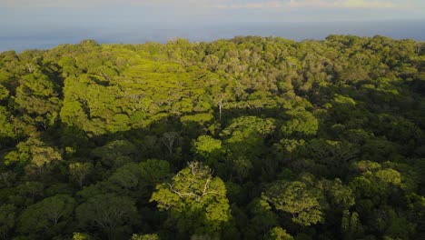 Ascending-camera-view-in-a-tropical-forest-in-the-Osa-Peninsula,-Costa-Rica