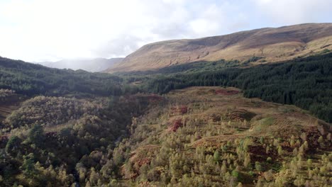 A-drone-flies-backwards-above-a-forest-of-native-birch-trees-in-full-autumn-colour-looking-towards-a-forestry-plantation-of-conifers,-set-amongst-a-hilly-landscape