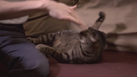 hands of man playing with the cute domestic cat lying on the sofa inside the house