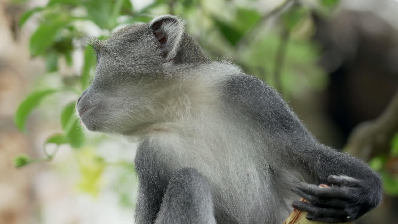 mono sykes comiendo coco en un árbol