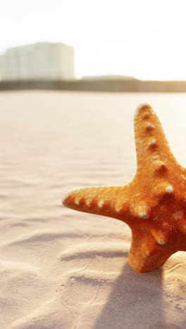 starfish on the beach at sunset