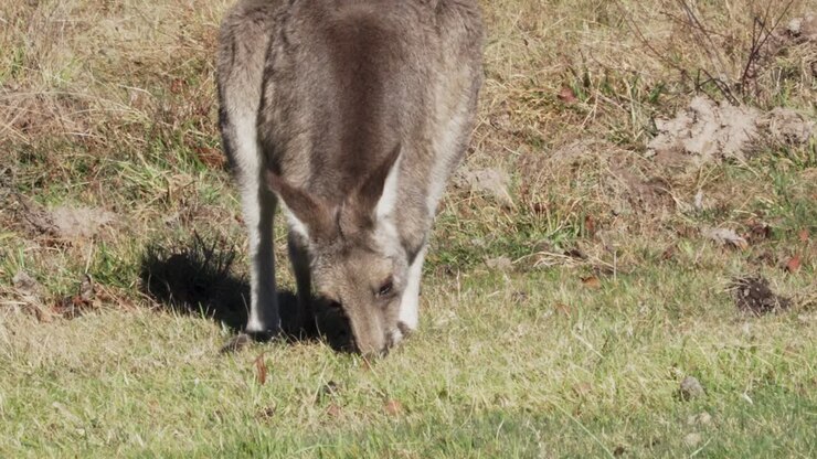 Wallaby al pascolo nel campo in Australia