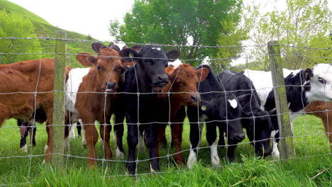 Grupo-De-Vacas-Jóvenes-De-Diferentes-Colores-Detrás-De-La-Valla-En-La-Naturaleza-Mirando-A-La-Cámara