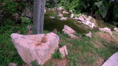 Looking-at-the-monkey-at-the-lake-in-Krabi