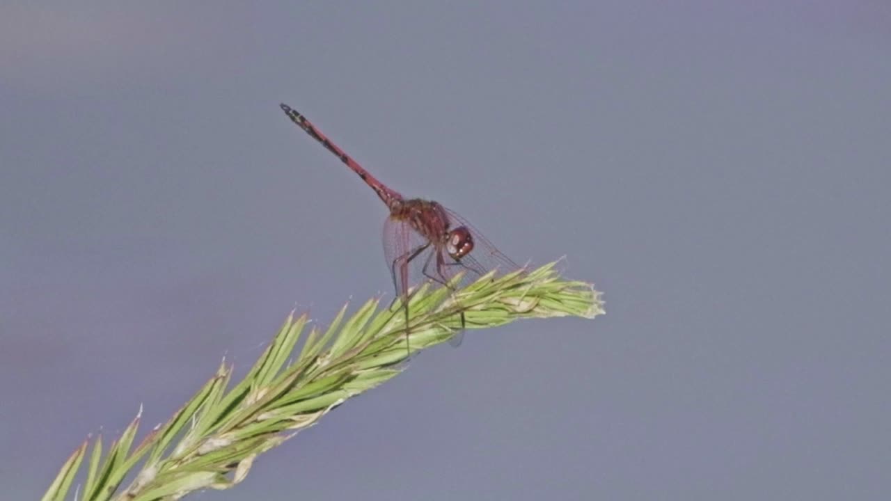 A red dragon fly sits on a branch and gently sways in the wind
