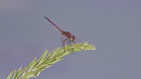 a red dragon fly sits on a branch and gently sways in the wind