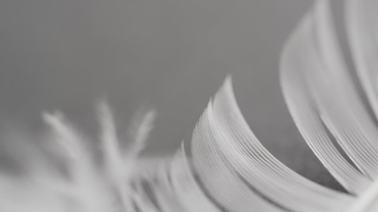 회색 배경에 복사 공간과 함께  ⁇ 털의 클로즈업의 마이크로 비디오