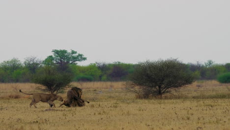 Una-Leona-Interviniendo-En-La-Pelea-Entre-Los-Dos-Leones-Machos-En-Medio-De-La-Sabana-En-Sudáfrica---Toma-Amplia