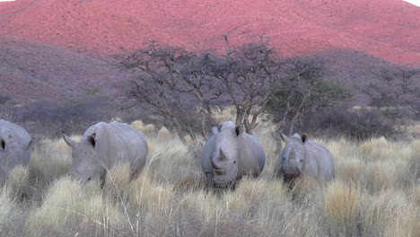 un choque de rinocerontes blancos caminando en la hierba de la sabana de kalahari