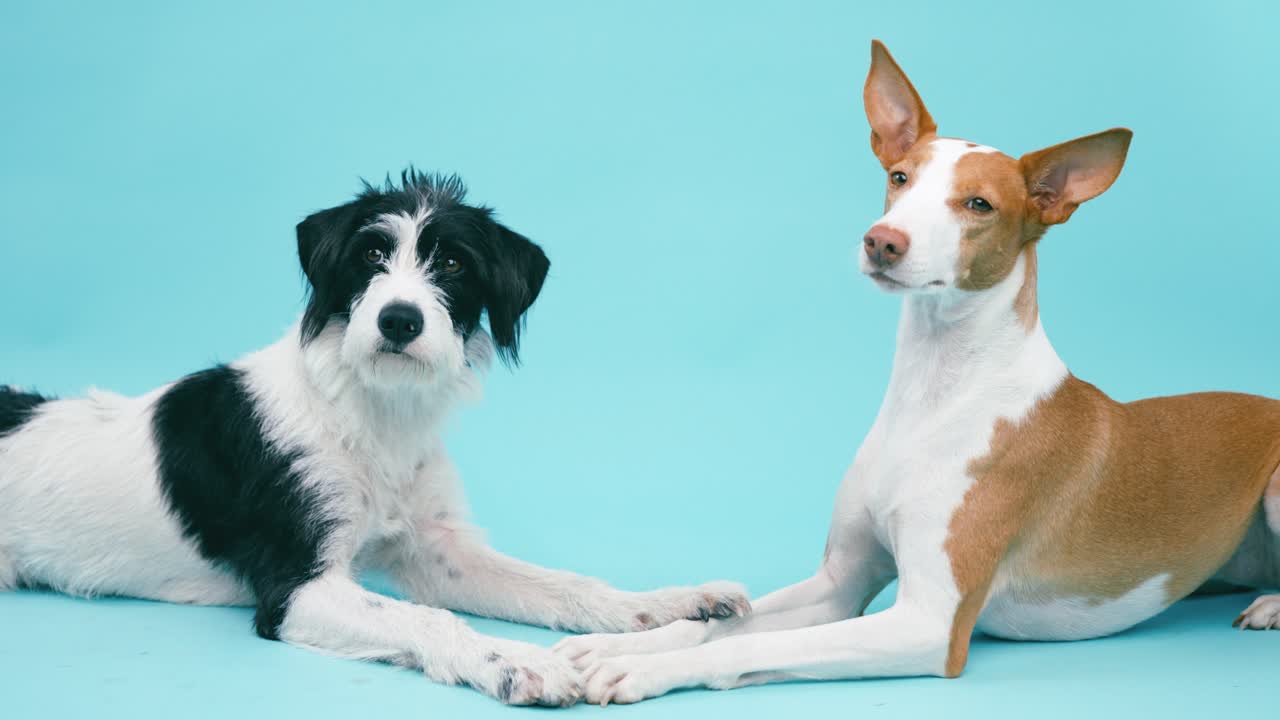 Two dogs in studio shot