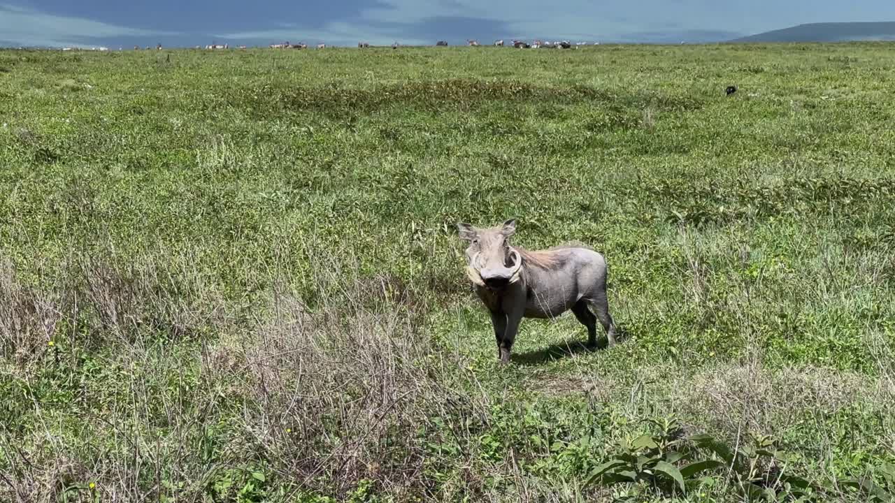 Common warthog (Phacochoerus africanus) in Ngorongoro Crater. Tanzania.