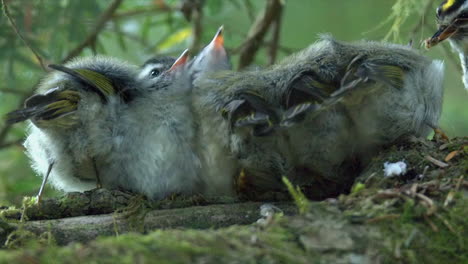 fluffy warbler bird chicks huddle together on branch waiting to be fed