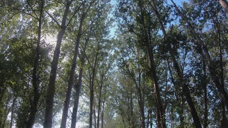 Carretera,-árboles-Y-Resplandor-Solar-En-El-Parque-Nacional-De-Humedales-De-Hanshiqiao,-Beijing,-China