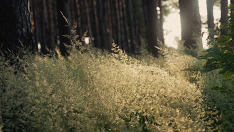 wald im tageslicht