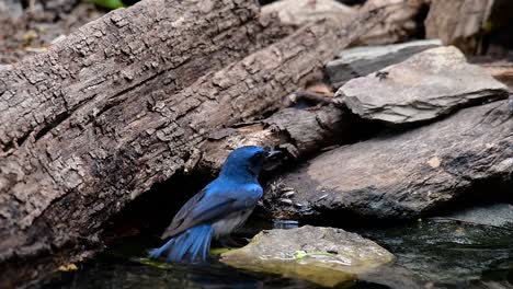 El-Papamoscas-Azul-De-Indochina-Se-Encuentra-En-Los-Bosques-De-Las-Tierras-Bajas-De-Tailandia,-Conocido-Por-Sus-Plumas-Azules-Y-Su-Pecho-De-Naranja-A-Blanco