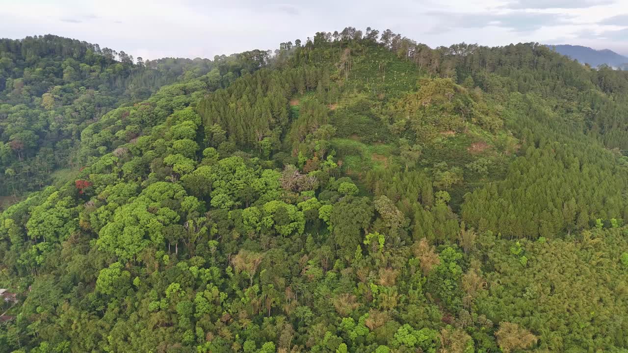 Scenic flyover of dense forest landscape showing the beauty of green natural habitat