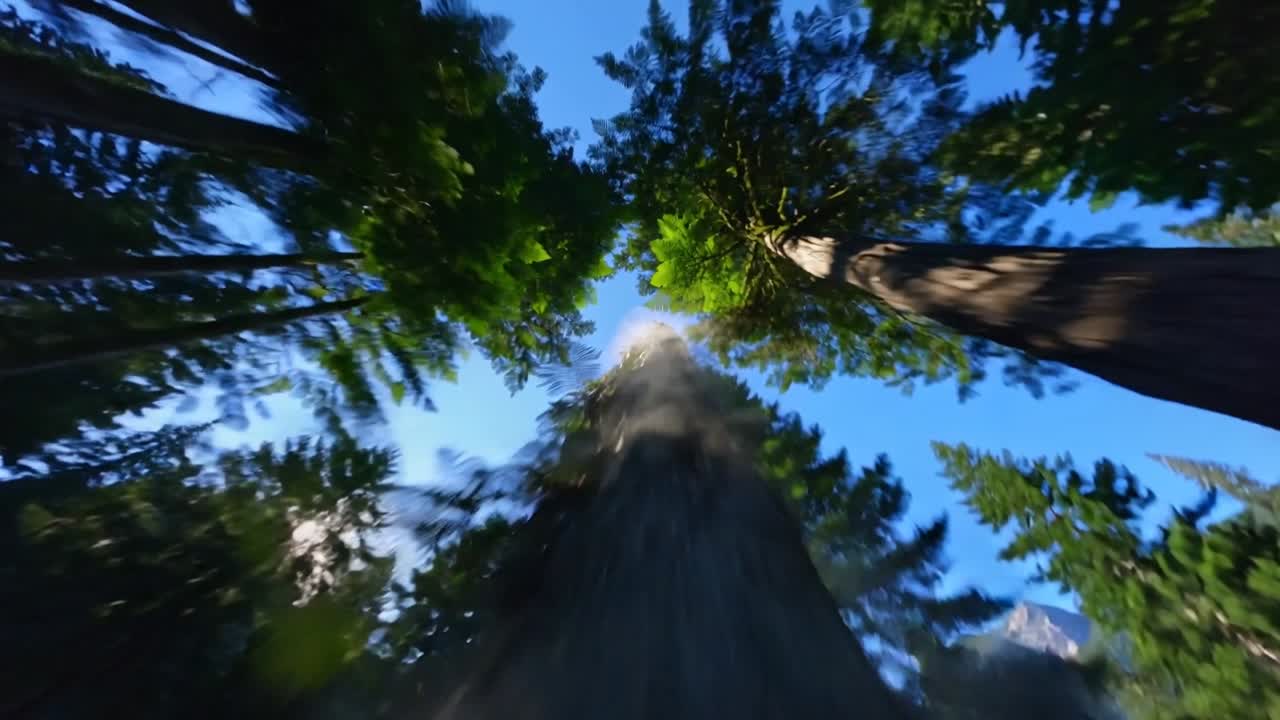 Câmera POV avançando sobre samambaias e raízes, inclinando-se para cima revelando picos enevoados para atividades ao ar livre.