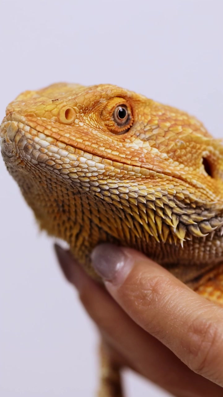 Un drago barbuto è tenuto delicatamente e osservato in un ambiente ben illuminato, evidenziando le sue squame testurizzate e il suo atteggiamento calmo.
