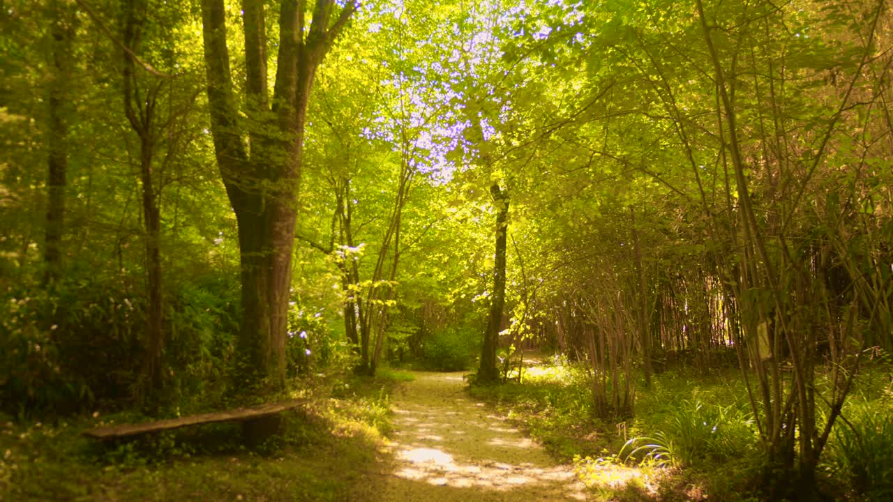 A beautiful wooden bench in a lonely forest in France