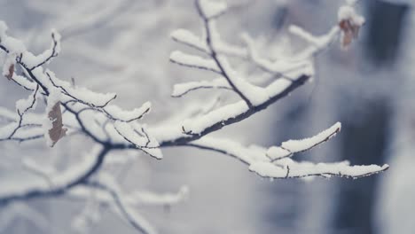 The-pure-white-first-snow-is-covering-the-thin-branches-of-the-birch-tree