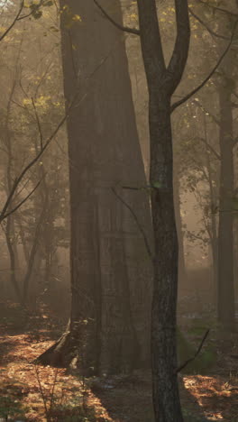 a misty forest with sunlight streaming through the trees