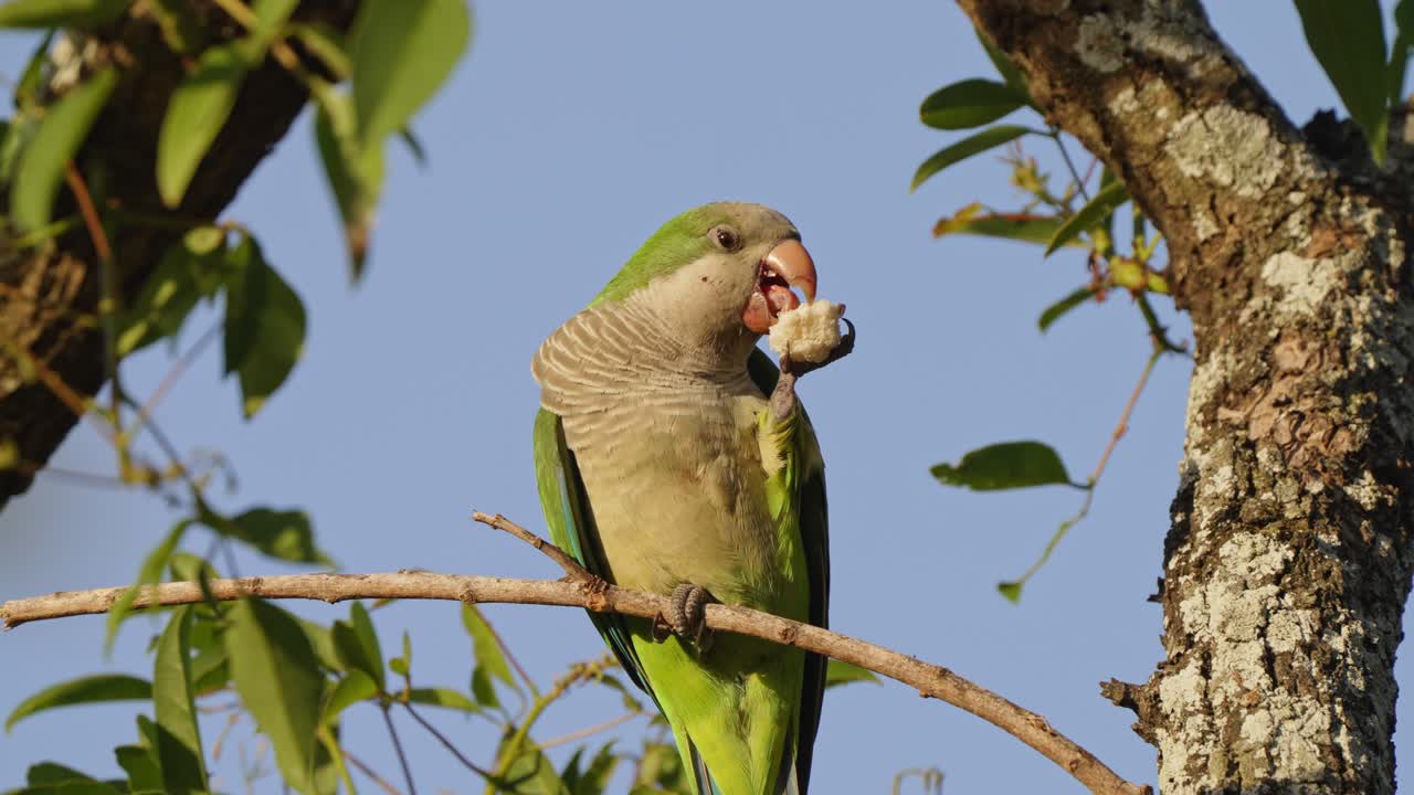 un periquito monje visto sosteniendo un trozo de pan en su pata con garras y comiendo con placer, myiopsitta monachus nativo de américa del sur, encaramado en la rama de un árbol en un día soleado
