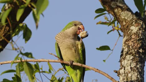 a monk parakeet spotted holding a piece of bread in its clawed paw and eating with pleasures, myiopsitta monachus native to south america, perched on the tree branch on a sunny day