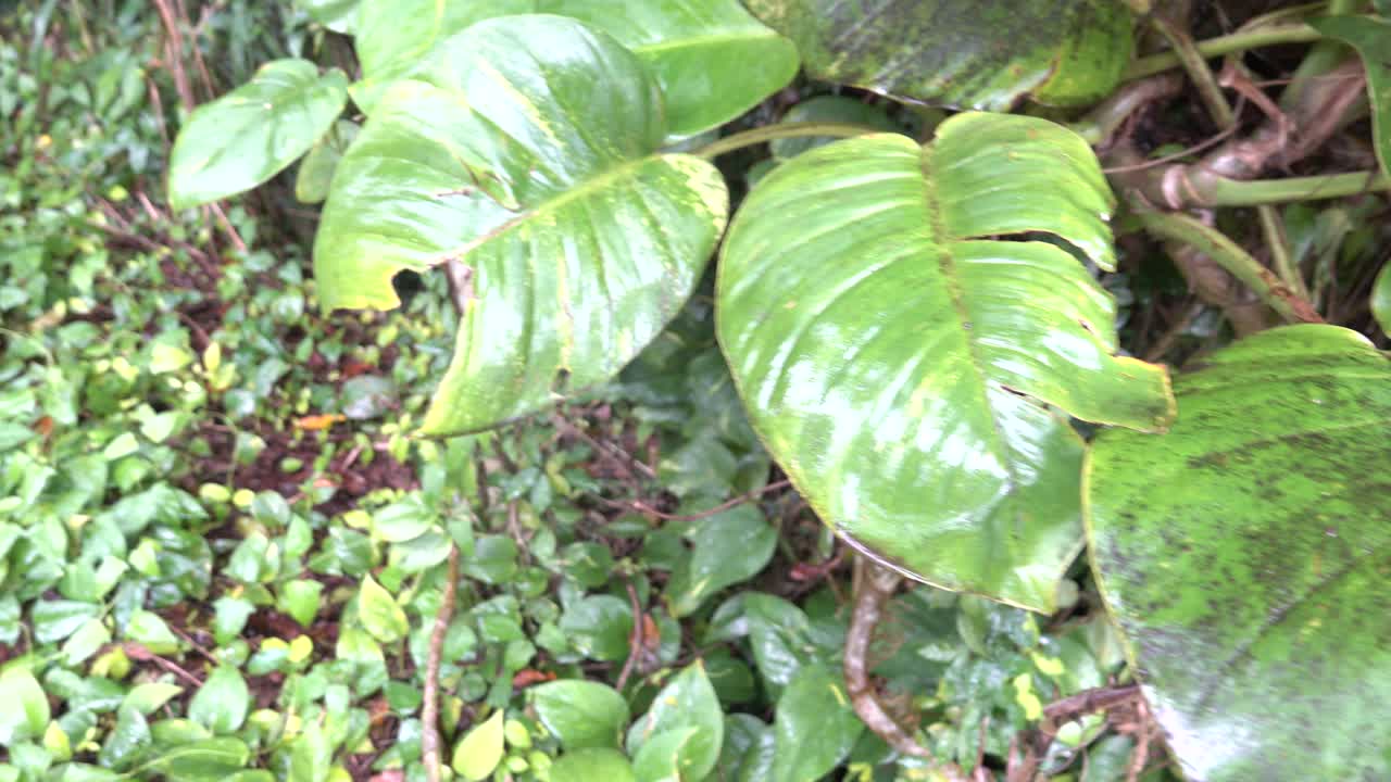 Green leaves covered in rain water.