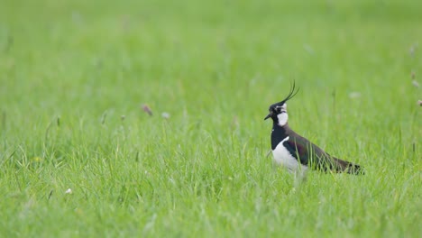 孤立的kiviet lapwing 有長的羽毛冠 走在茂盛的綠色草地上