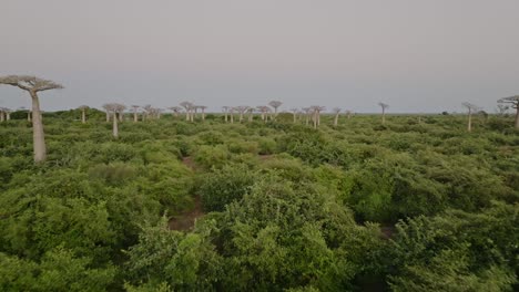 Fly-above-old-beautiful-Baobab-trees-forest-in-Madagascar