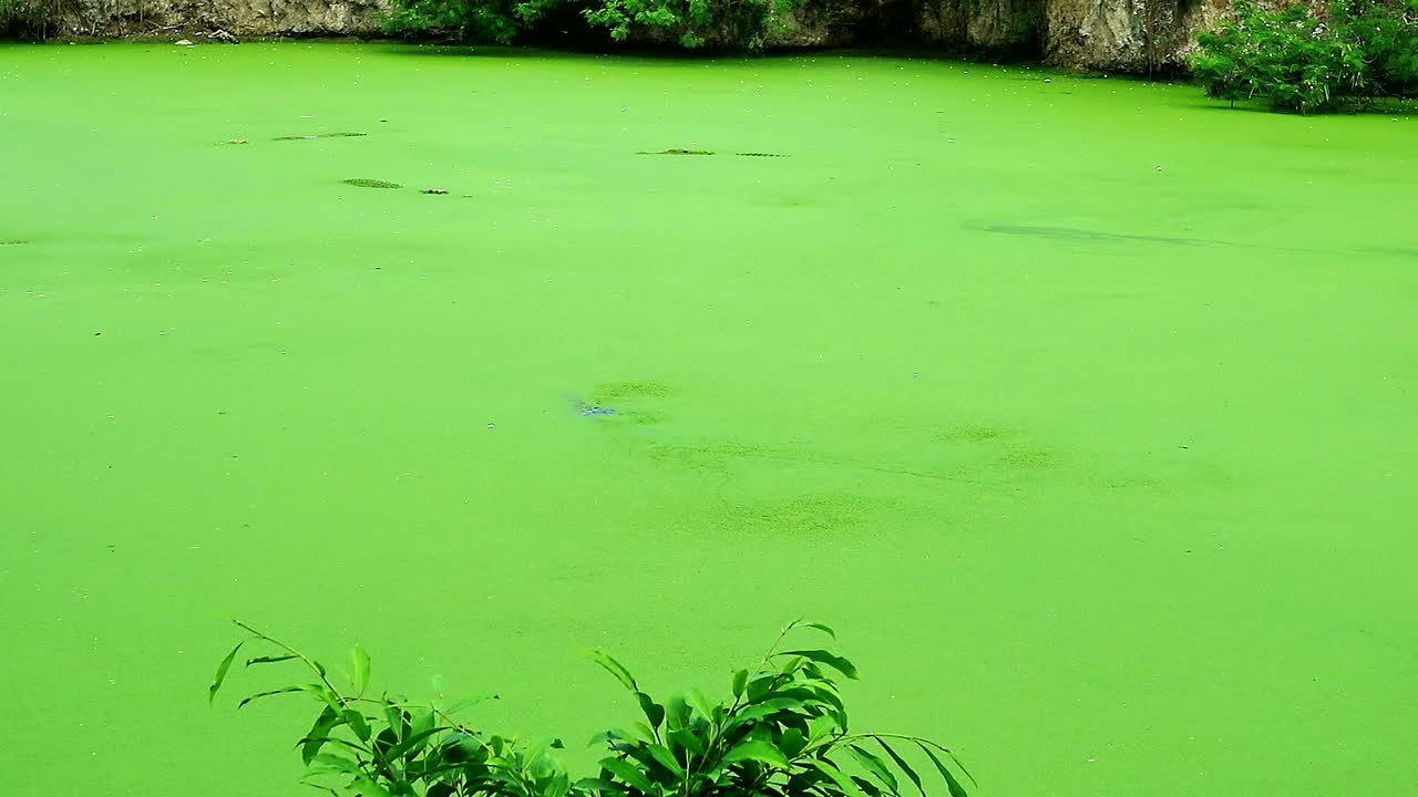 camuflaje de cocodrilo salvaje en el lago verde